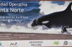 As famosas orcas que vem caçar elefantes e lobos marinhos na praia, uma das principais atrações da Península Valdés, no litoral da  patagônia argentina